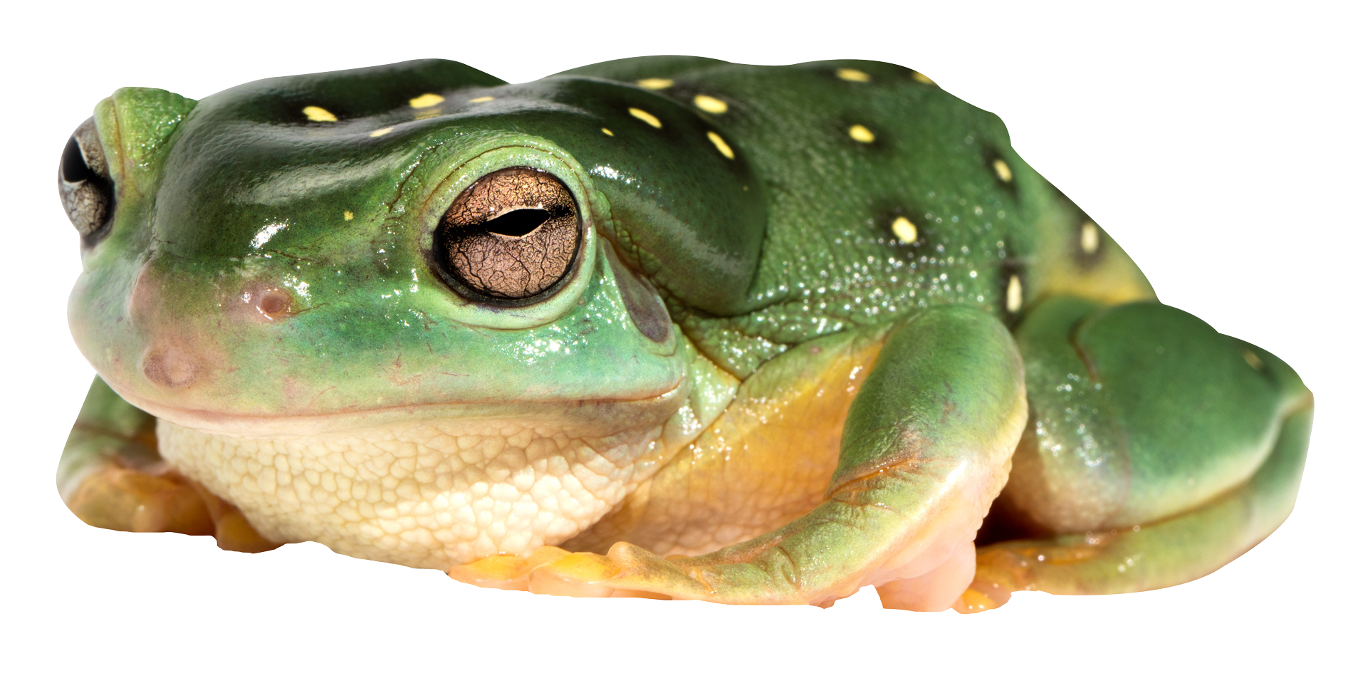 Frog Transparent Background