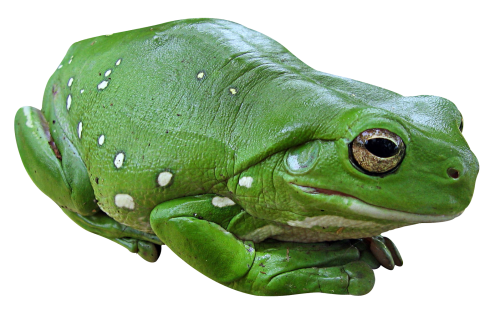 Green Frog Png - Frog, Transparent background PNG HD thumbnail