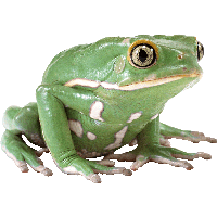 Green Frog Png Image Png Image - Frog, Transparent background PNG HD thumbnail