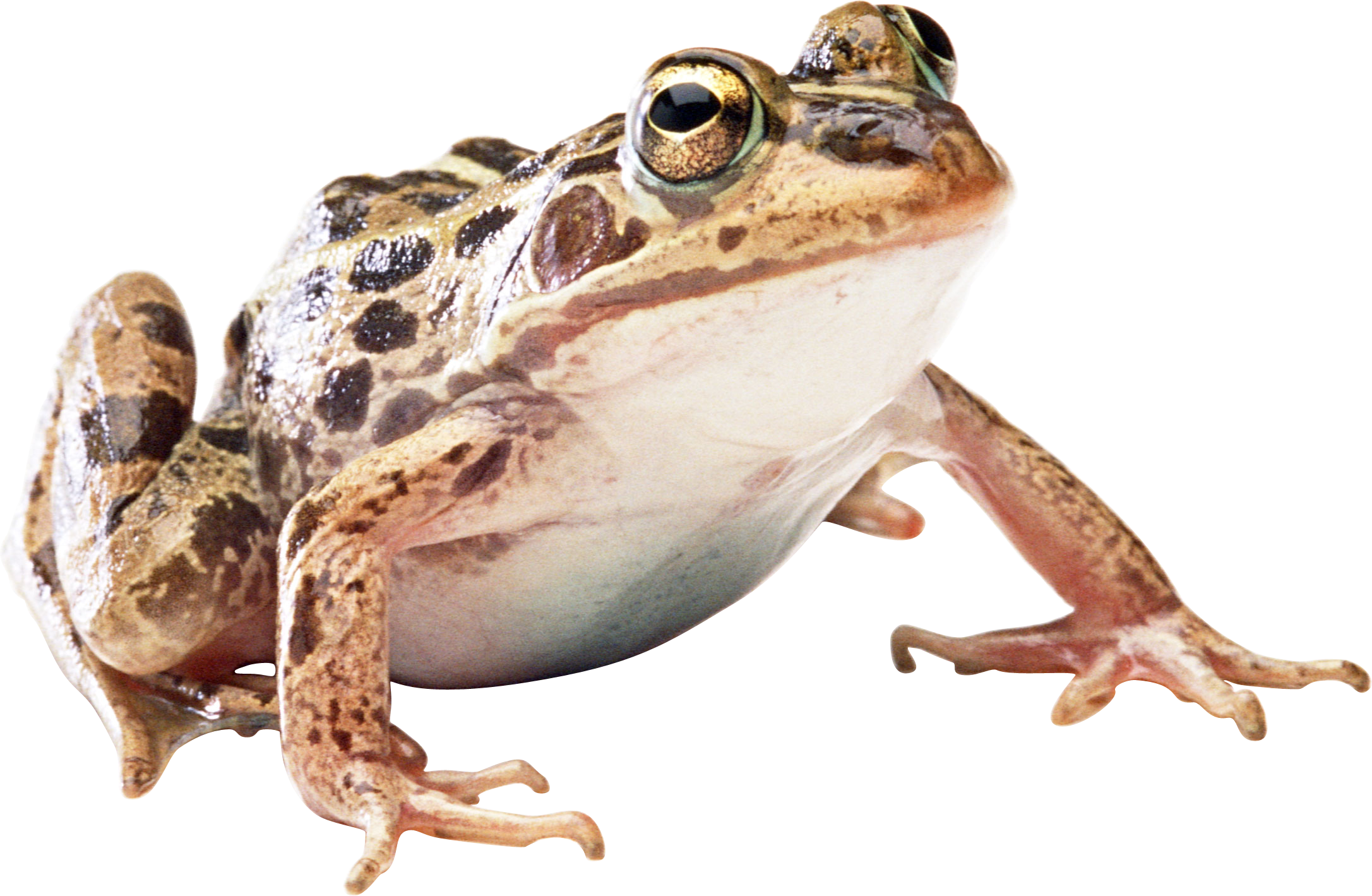 Frog PNG