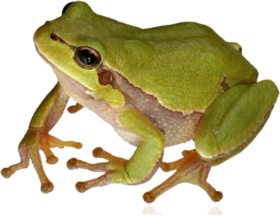 Frog Hd Png Image #43139   Frog Png - Frog, Transparent background PNG HD thumbnail