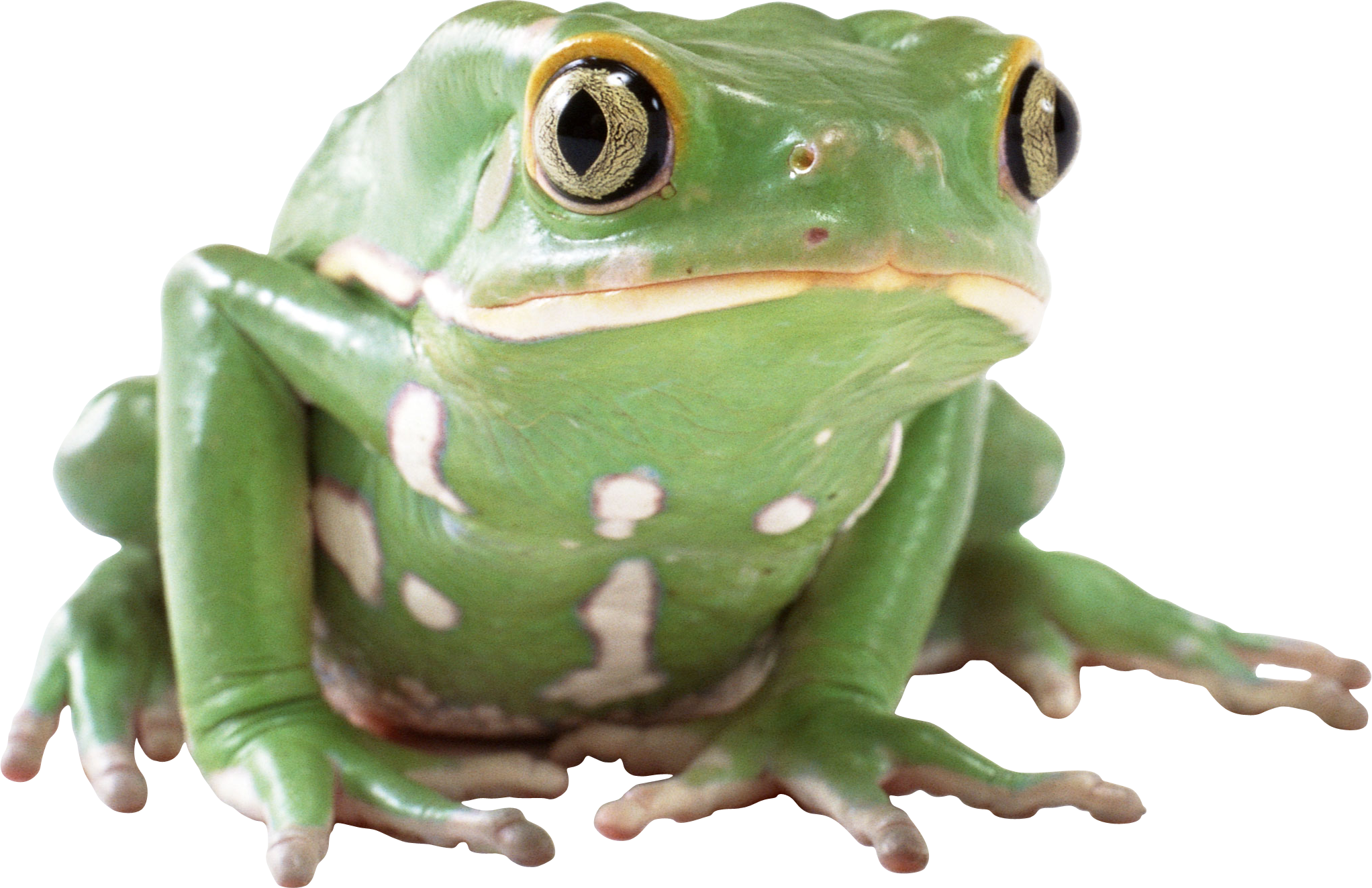 Frog HD PNG image #43139 - Fr