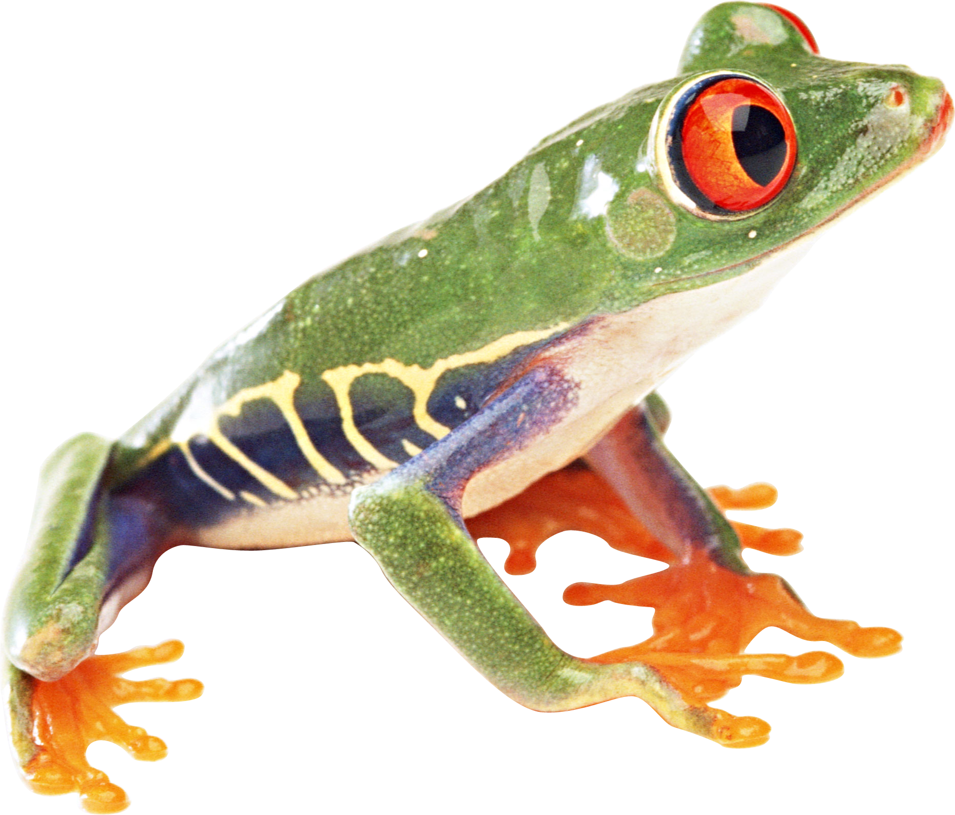 Frog Png Image   Png Frogs Free - Frog, Transparent background PNG HD thumbnail