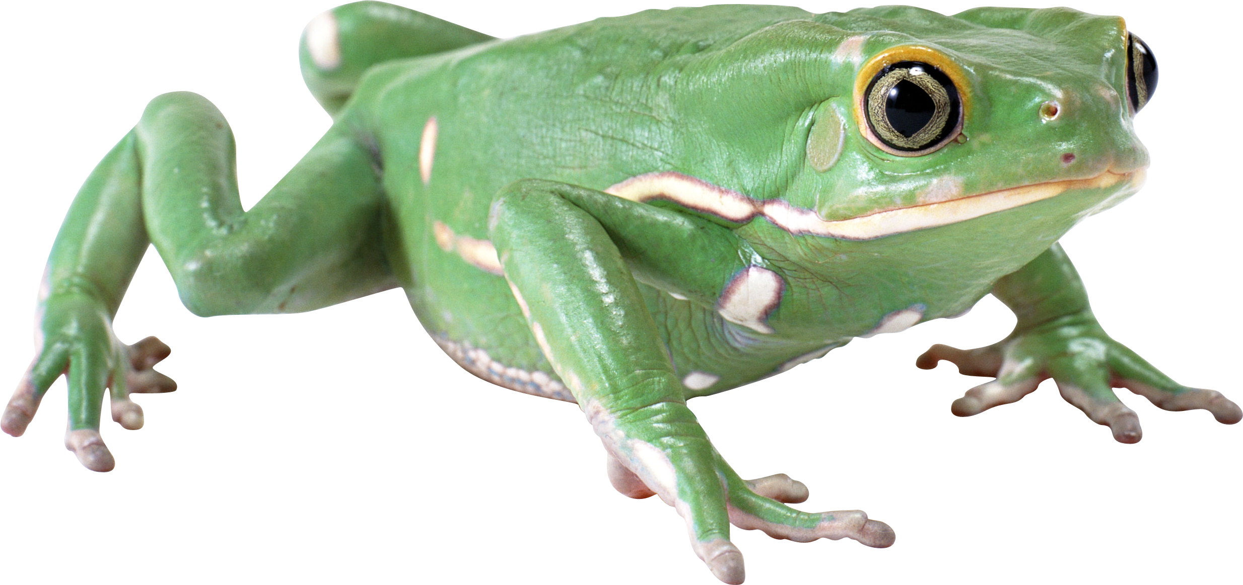 Frog HD PNG image #43139 - Fr