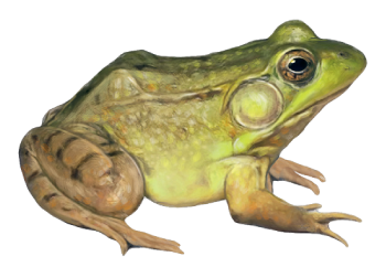 Natural_Greenfrog.png (350×252) - Frog, Transparent background PNG HD thumbnail