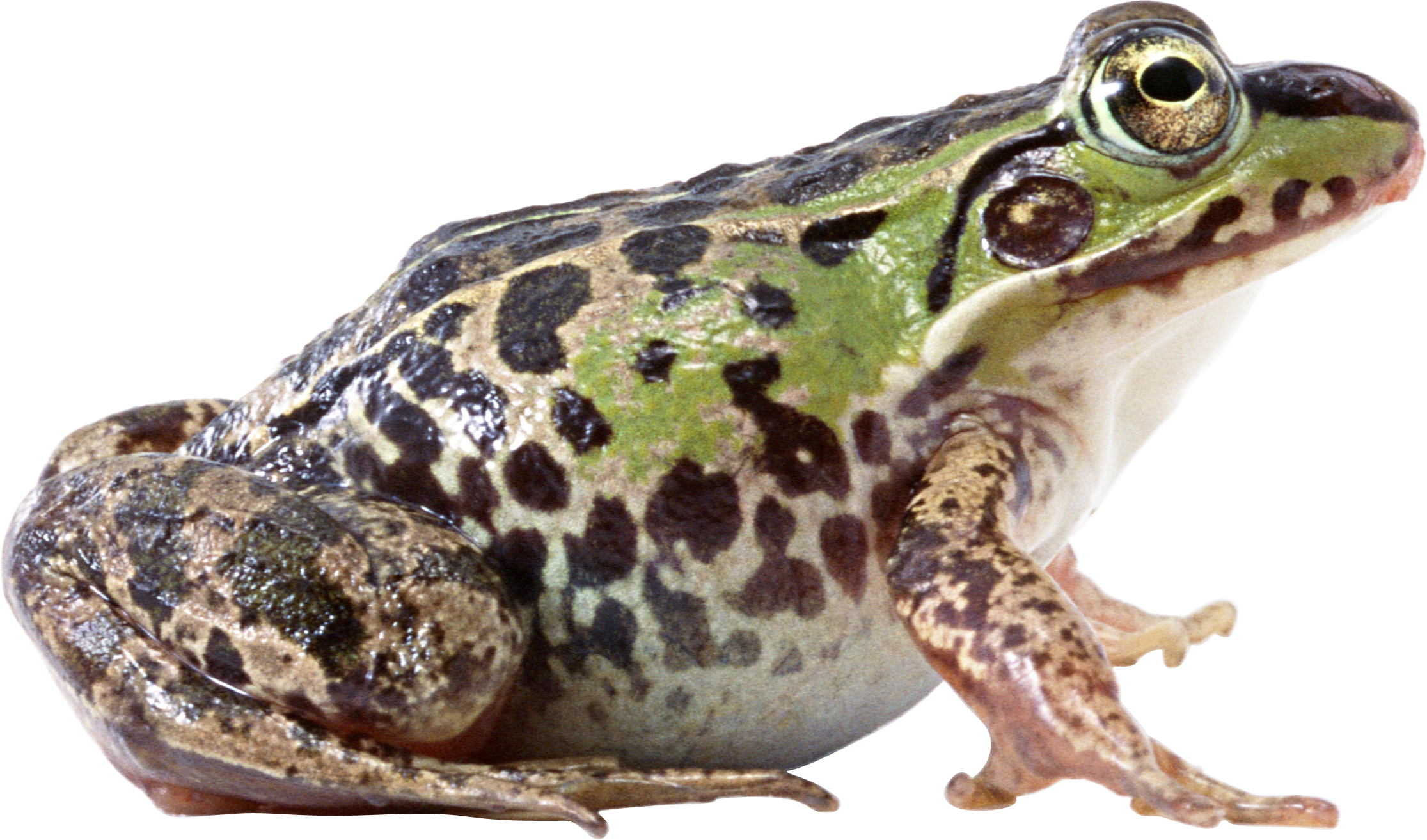 Png 2231X1313 Frog No Background - Frog, Transparent background PNG HD thumbnail