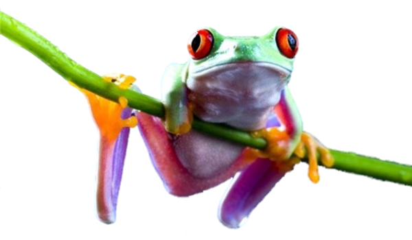 Png File Name: Frog Hdpng.com  - Frog, Transparent background PNG HD thumbnail