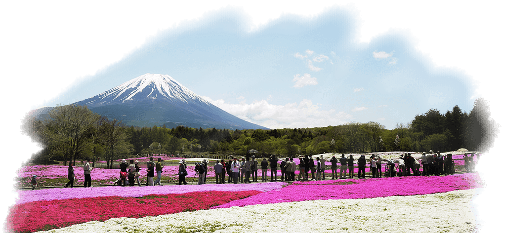 Shibazakura - Fuji Mountain, Transparent background PNG HD thumbnail