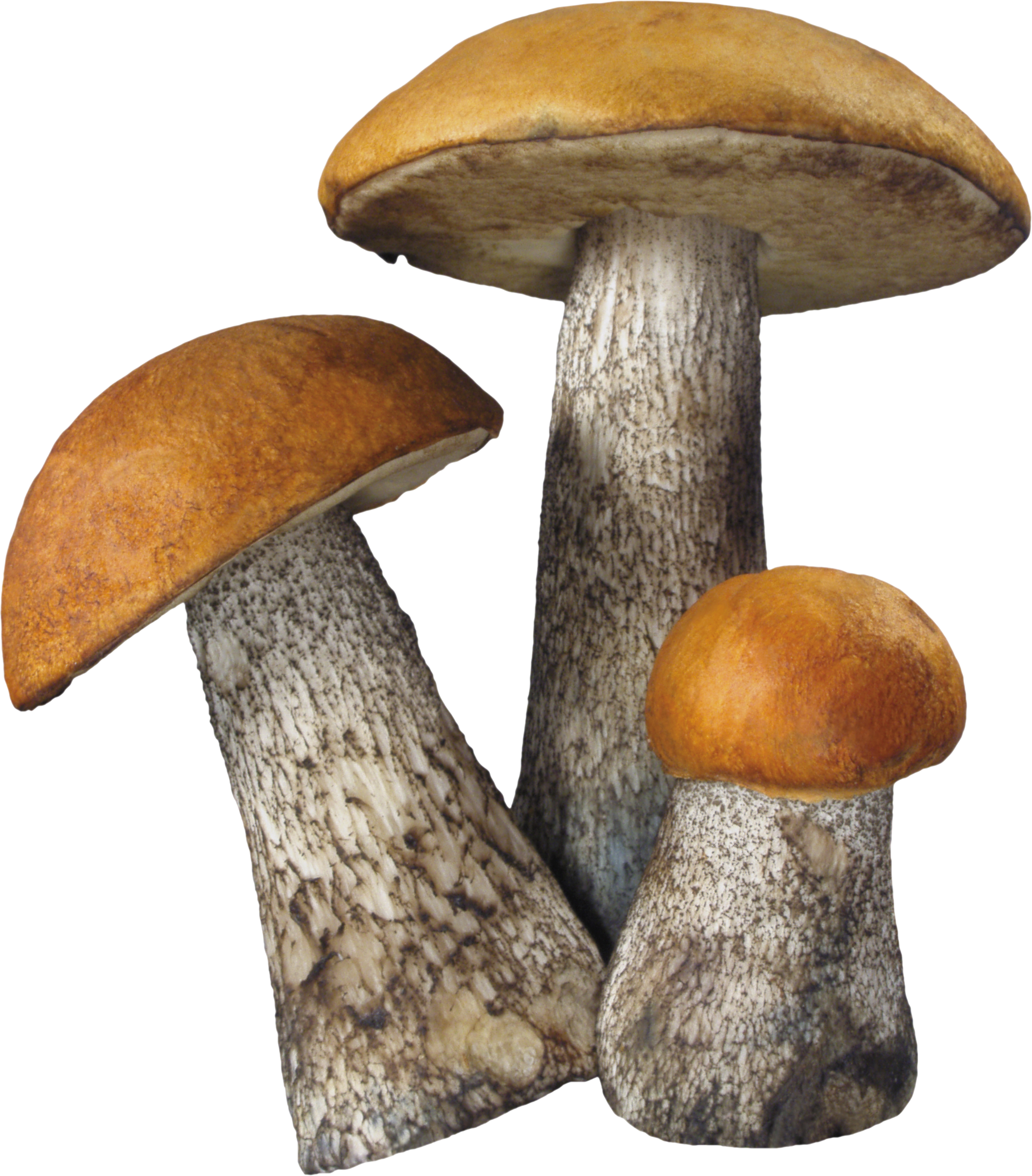 Mushroom Png Image - Fungi, Transparent background PNG HD thumbnail