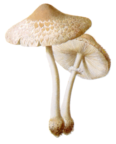 Mushrooms Macrolepiota Excoriata - Fungi, Transparent background PNG HD thumbnail