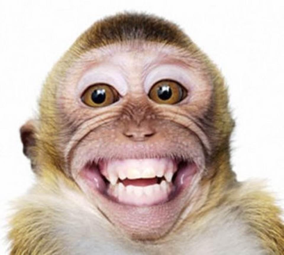 Funny Monkey Png Hd - Funny Monkey Smiling Face Image, Transparent background PNG HD thumbnail