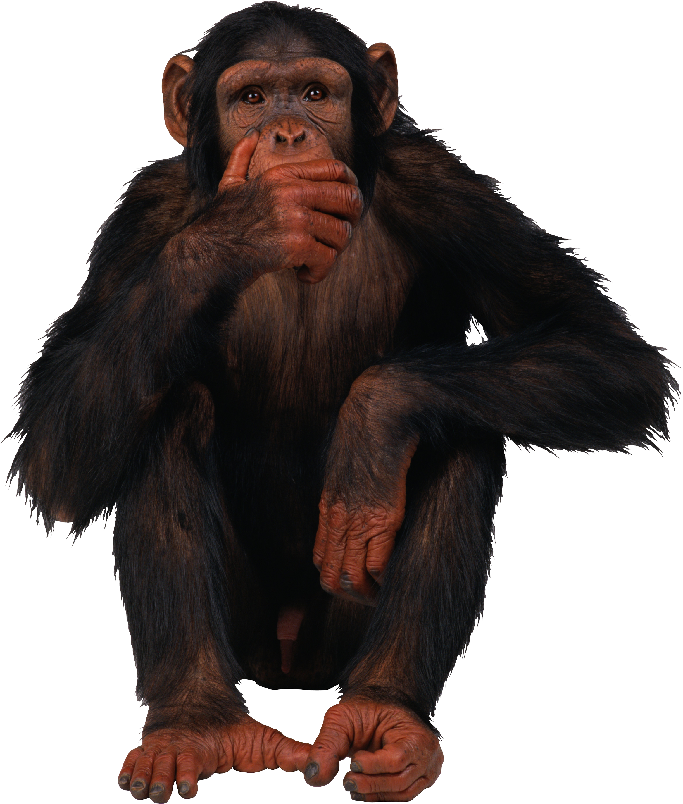 Monkey · Orangutan Png - Funny Monkey, Transparent background PNG HD thumbnail