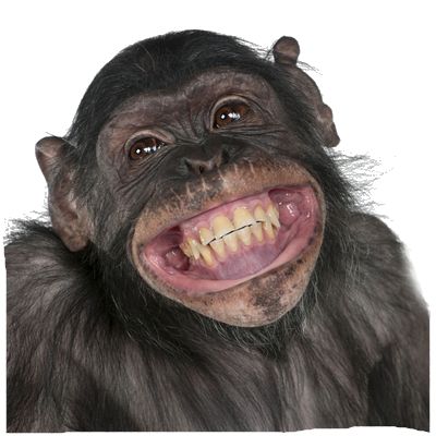 Funny Monkey Png Hd - Monkey Png, Transparent background PNG HD thumbnail