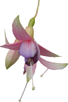 a flower, Fuchsia, Flower, Pa