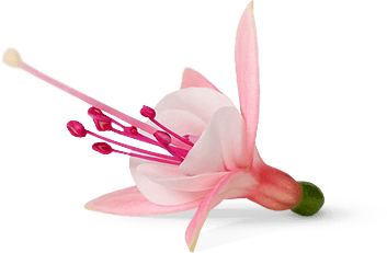 Bella Fuchsia® U2022 Flowers All Summer Long! - Fuschia Flowers, Transparent background PNG HD thumbnail