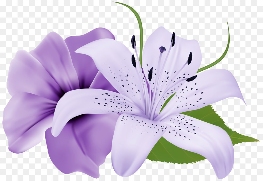 Flower Purple Lavender Clip Art   Fuchsia Frame - Fuschia Flowers, Transparent background PNG HD thumbnail