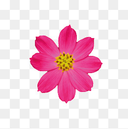 Flowers, Plant, Flowers, Fuchsia Png Image And Clipart - Fuschia Flowers, Transparent background PNG HD thumbnail