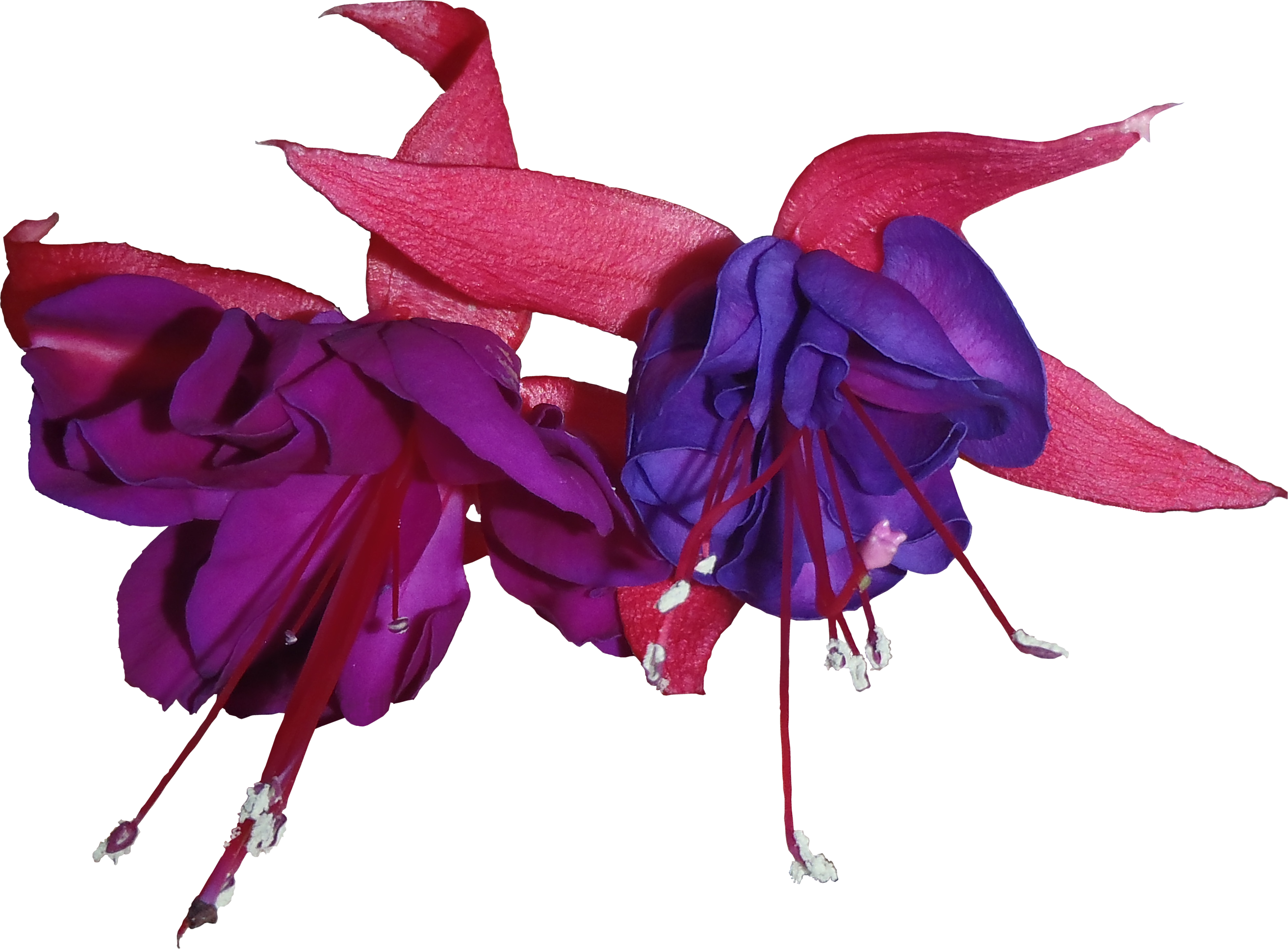 Micro Fuchsia™ Flowers