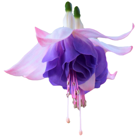 Purple bouquet, Fuchsia, Flow