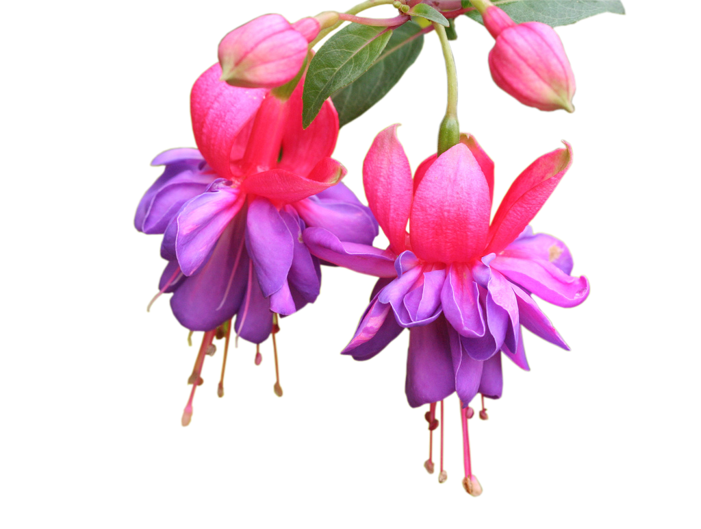 Photoshop.png Frames Wallpapers Designs: Fuchsia Magellanica  Flowers - Fuschia Flowers, Transparent background PNG HD thumbnail