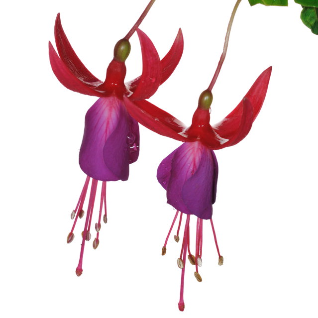Fuchsia Flower PNG