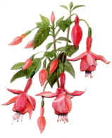 Fuchsia hybrida. (x).