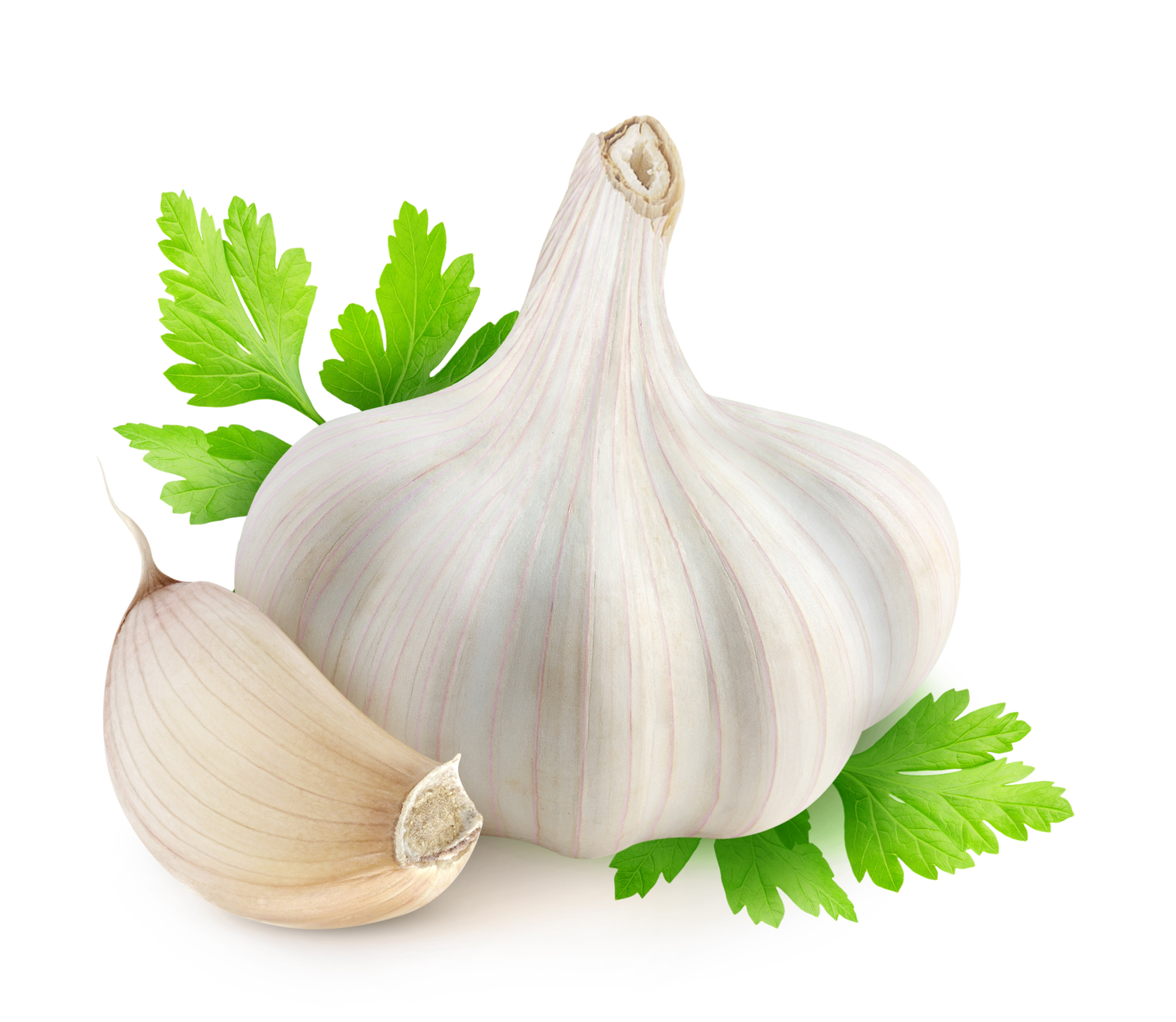 Garlic - Garlic, Transparent background PNG HD thumbnail