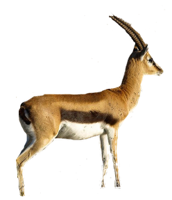 Gazelle Art Transparent.png