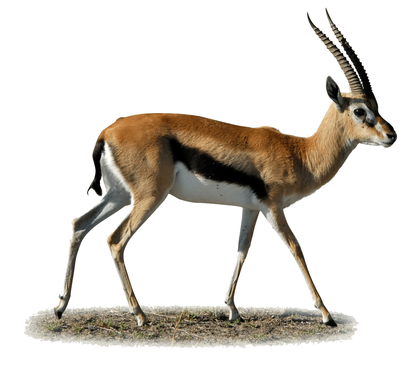 Gazelle Png Clipart - Gazelle, Transparent background PNG HD thumbnail
