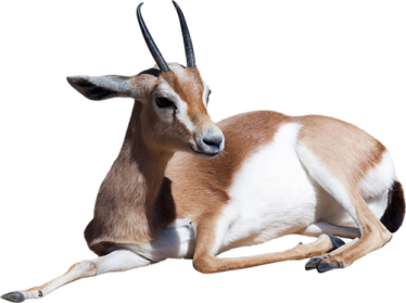 Gazelle Png File - Gazelle, Transparent background PNG HD thumbnail