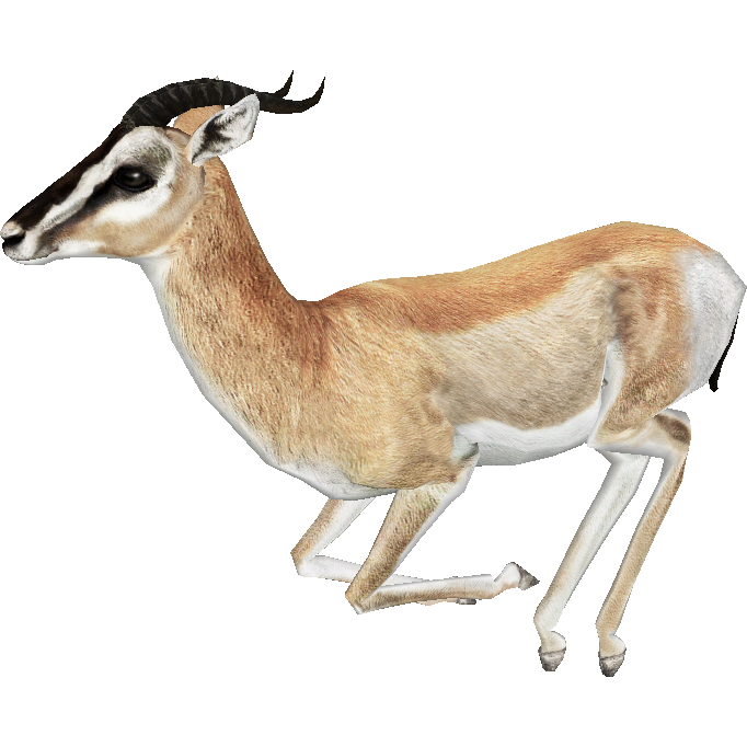 Gazelle Transparent PNG