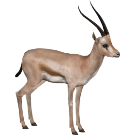 Gazelle PNG File
