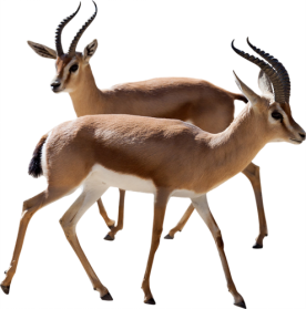 Gazelle Png Photos - Gazelle, Transparent background PNG HD thumbnail