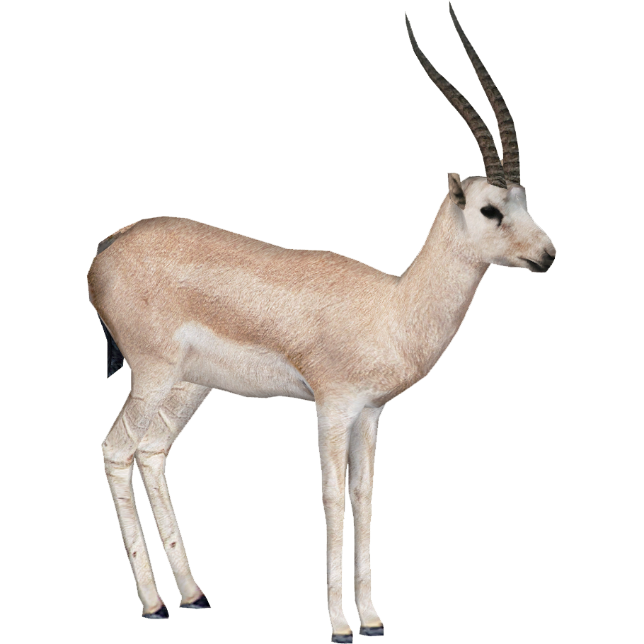 Gazelle-PNG-Clipart