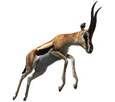 Gazelle PNG File