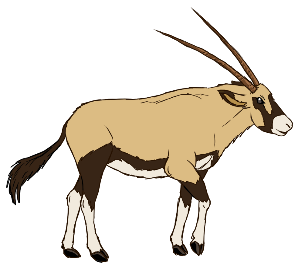 Oryx Gazella (Gemsbok) lookin