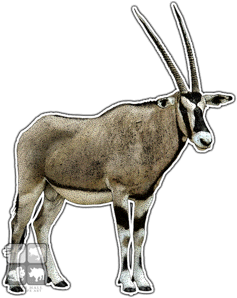 Oryx Gazella (Gemsbok) lookin