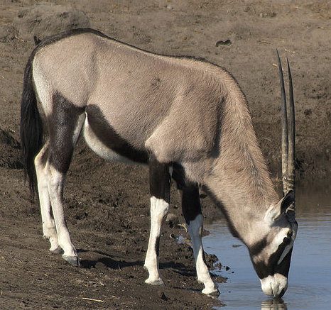 Fringe-eared Oryx Render by S