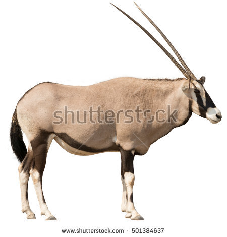 Fringe-eared Oryx Render by S
