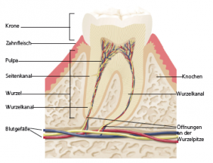 Gesunder Zahn / Parodontitis
