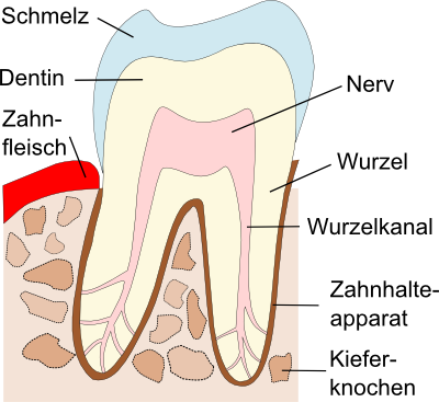Der Gesunde Zahn U2013 Gesundheit Nur Mit Gesunden Zähnen - Gesunder Zahn, Transparent background PNG HD thumbnail