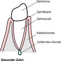 Endodontie Gesunder Zahn