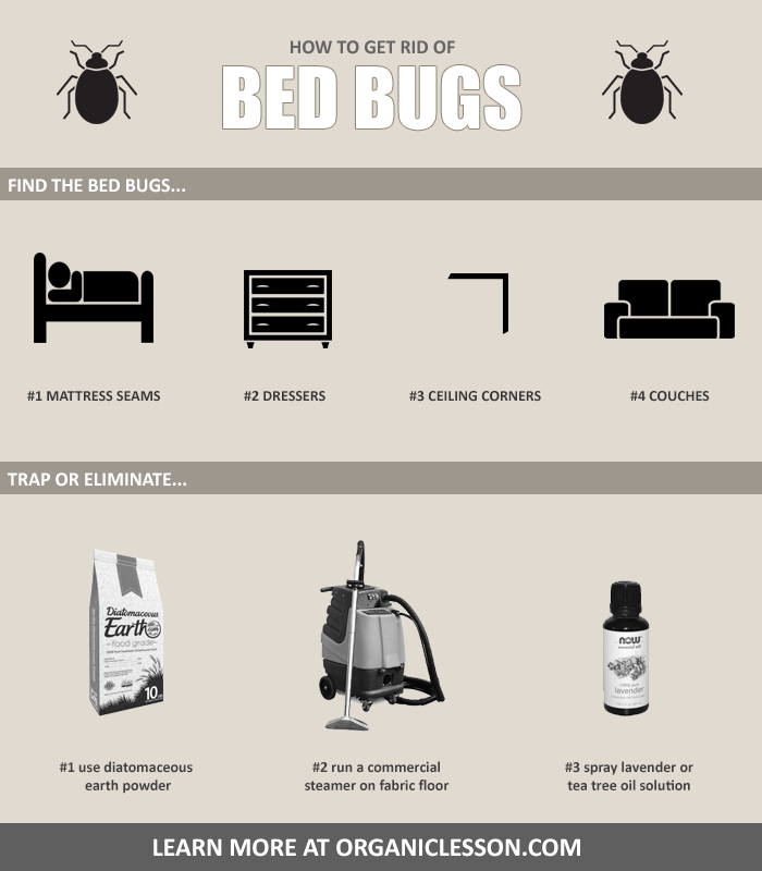 6 Natural Ways To Get Rid Of Bed Bugs At Home In One Day - Get Out Of Bed, Transparent background PNG HD thumbnail