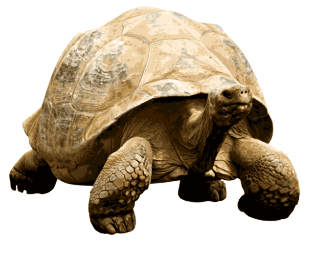 Giant Tortoise - Tortoise, Transparent background PNG HD thumbnail