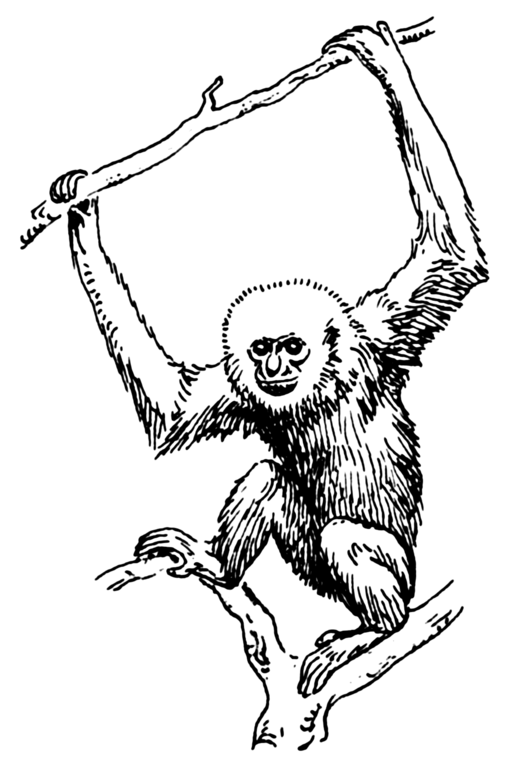 Gibbon.png