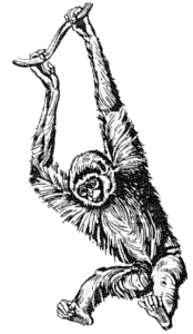 Gibbon by RiceCruncher PlusPn