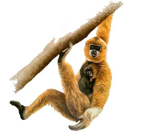 Nomascus hainanus | Hainan Gibbon | 海南黑冠长臂猿 [hai nan hei guan chang bi yuan], Gibbon PNG - Free PNG