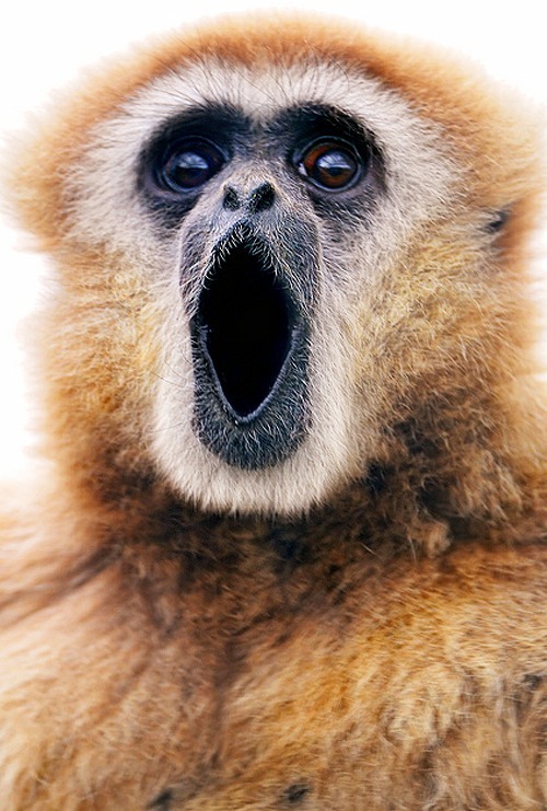 Gibbon.png
