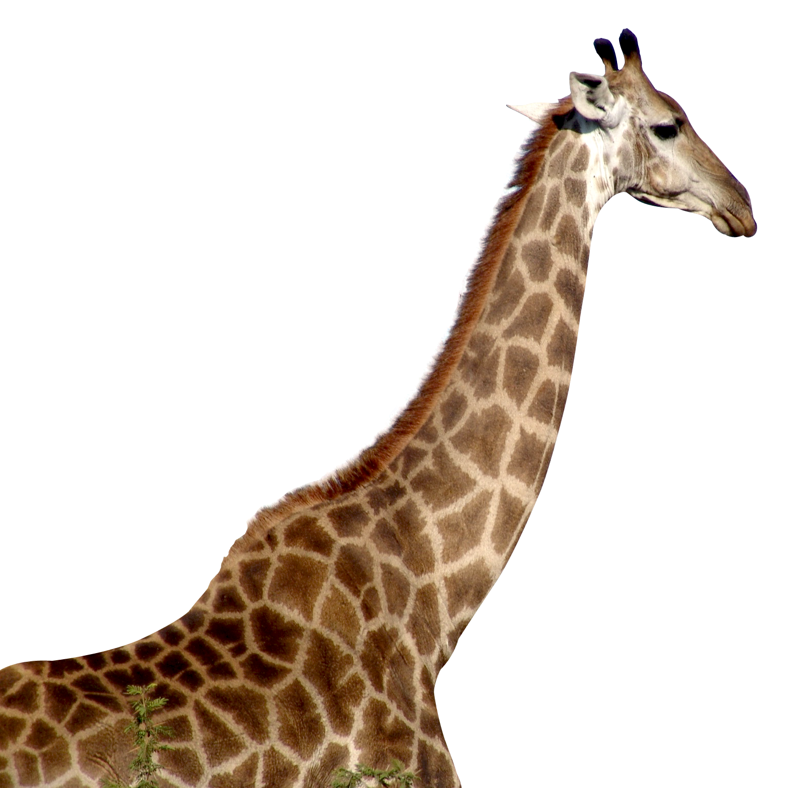 Giraffe Hd Png Hdpng.com 1572 - Giraffe, Transparent background PNG HD thumbnail
