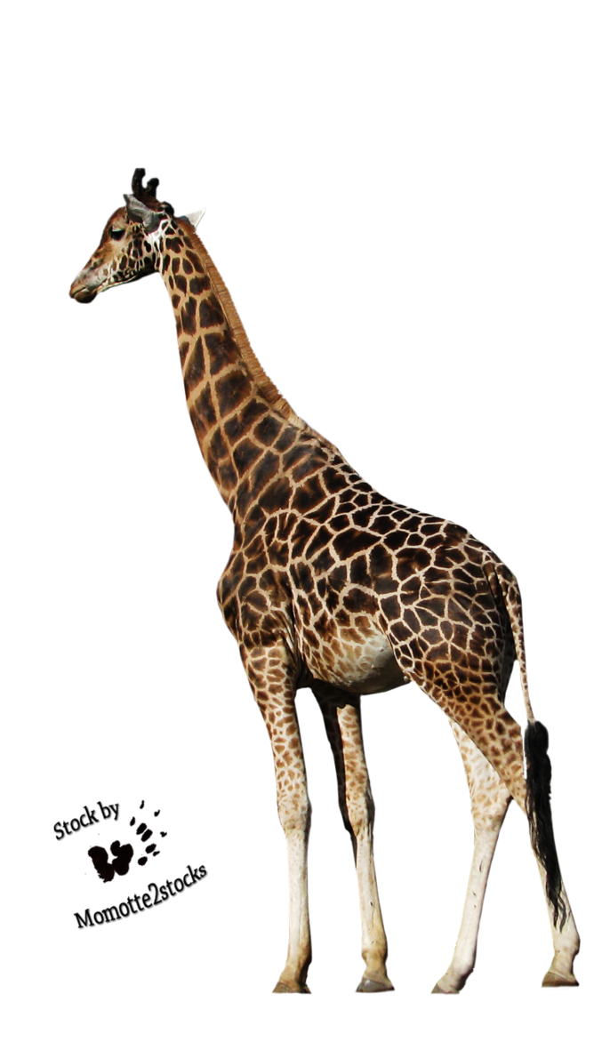 Cut Out Stock Png 39   Peaceful Giraffe By Momotte2Stocks On Deviantart - Giraffe, Transparent background PNG HD thumbnail